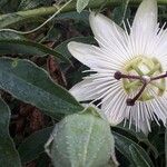 Passiflora spp. Кветка