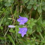 Campanula rotundifoliaКвітка