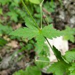 Geranium reflexum Folha