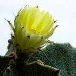 Astrophytum myriostigma Flor