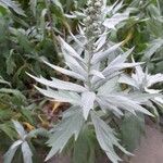 Artemisia ludoviciana Blad