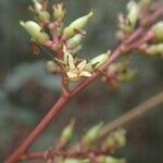 Sorindeia juglandifolia Floro