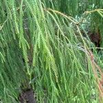 Dacrydium cupressinum Folla