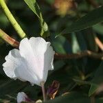 Rhododendron morii Blüte