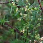 Artemisia scoparia Квітка