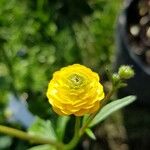 Ranunculus acris Цветок