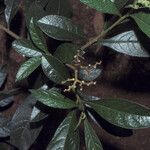 Solanum asperum List