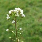Capsella bursa-pastoris Kukka