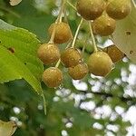 Tilia cordata Hedelmä