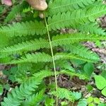 Osmundastrum cinnamomeum Leaf