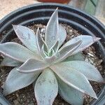 Echeveria bifida Hoja