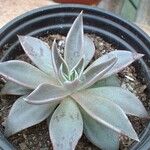 Echeveria bifida