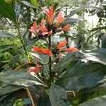 Alberta magna Flower