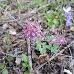 Corydalis solidaŽiedas