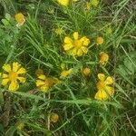 Helenium amarum Kvet