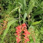 Crocosmia aurea Flor