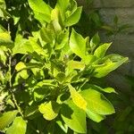 أنواع غير معروفةLeaf