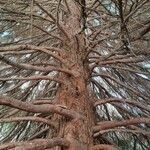 Sequoiadendron giganteum Kabuk