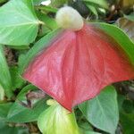 Anthurium andraeanum Flower