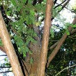 Taxus cuspidata Bark