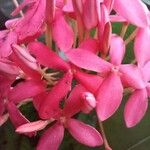 Ixora javanica Flor