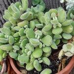 Cotyledon tomentosa Hoja
