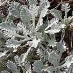 Achillea umbellata Deilen