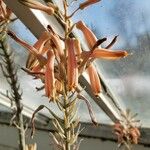Aloe greatheadii Květ