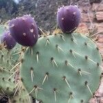 Opuntia engelmannii Fruit