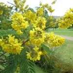 Peltophorum africanum Flower