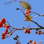 Sorbus scopulina Hedelmä