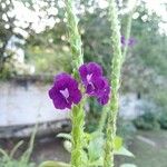 Stachytarpheta frantzii Flower