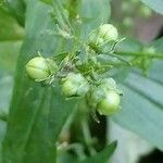 Veronica anagalloides Fruit