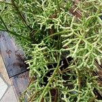 Rhipsalis cereuscula Hoja