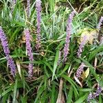 Liriope muscari 花