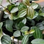 Peperomia quadrangularis Leht