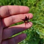 Tragopogon porrifoliusKukka