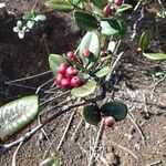 Syzygium mouanum Habitat