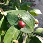 Ruscus hypophyllum Fruit