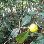 Brunfelsia guianensis Fruit