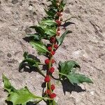 Chenopodium capitatum Fruit