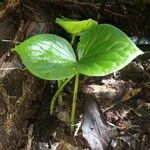 Preslianthus pittieri Leaf