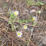 Erigeron pumilus ᱵᱟᱦᱟ