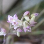 Polystachya cultriformis Virág