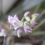 Polystachya cultriformis Цвят
