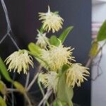 Bulbophyllum vaginatum 整株植物