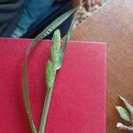 Phalaris minor Leaf