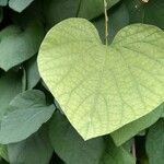 Aristolochia macrophylla Blatt