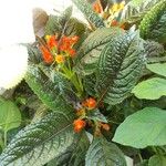Chrysothemis pulchella Çiçek