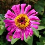 Zinnia elegansKvet